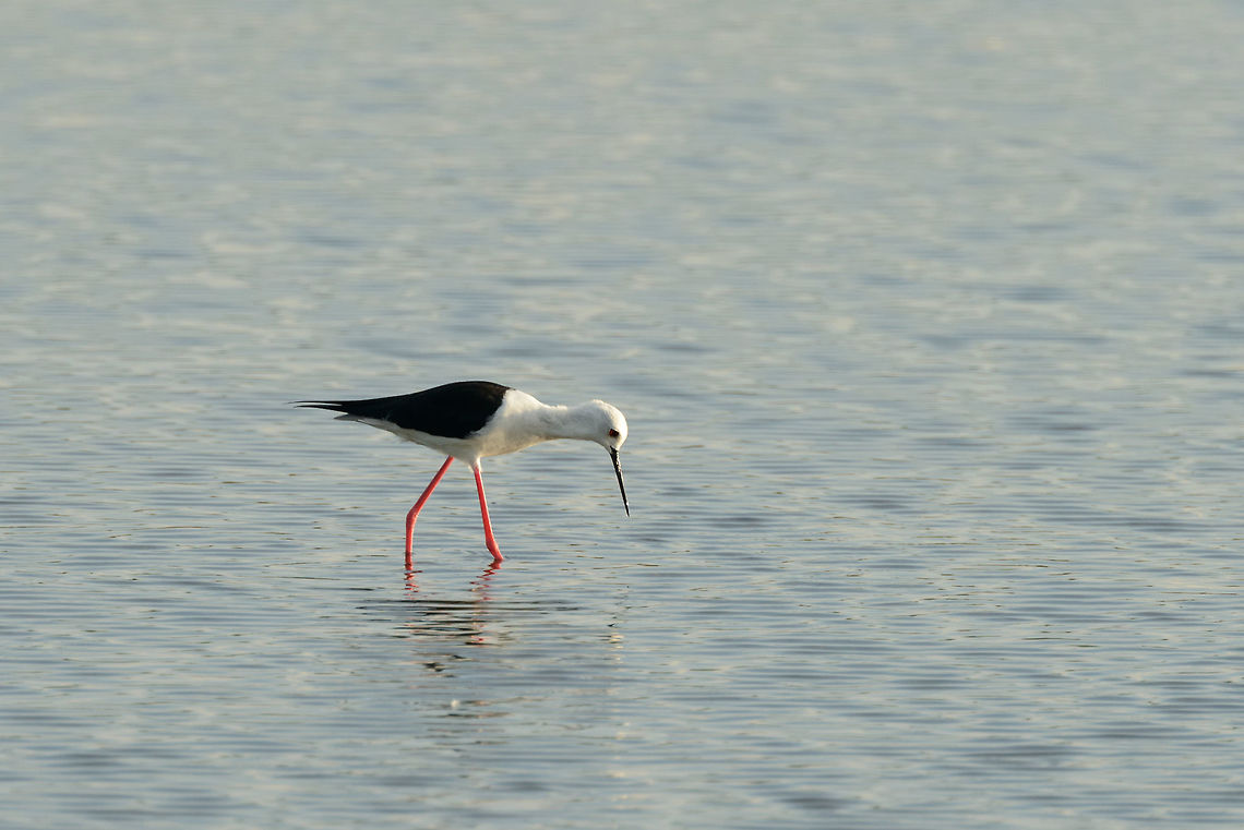 Black-winged Stilt fishing in Bundula, Sri Lanka A widely distributed water bird, photographed in 9 countries on this site so far. Asia,Black-winged Stilt,Bundula,Himantopus himantopus,Sri Lanka