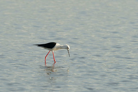 Black-winged Stilt fishing in Bundula, Sri Lanka A widely distributed water bird, photographed in 9 countries on this site so far. Asia,Black-winged Stilt,Bundula,Himantopus himantopus,Sri Lanka