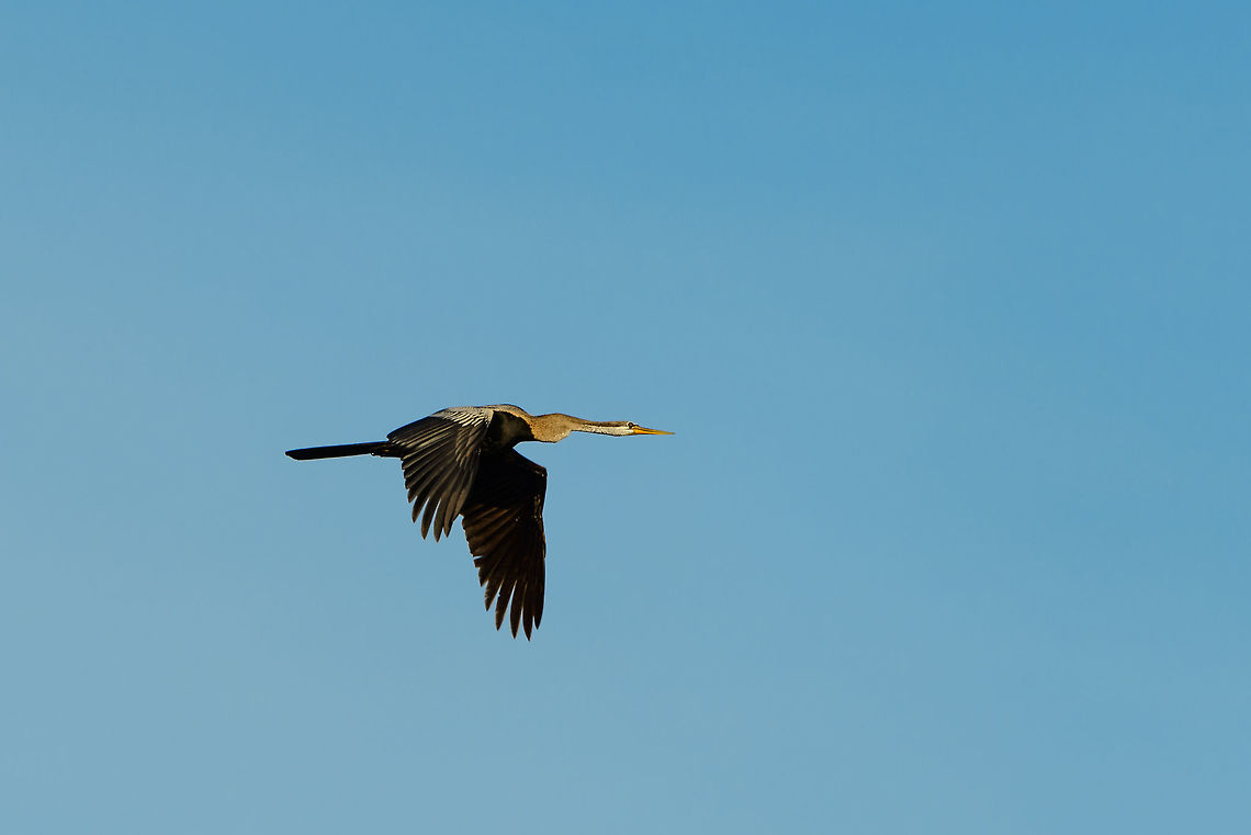 Oriental Darter in flight, Bundula, Sri Lanka  Anhinga melanogaster,Asia,Bundula,Oriental darter,Sri Lanka