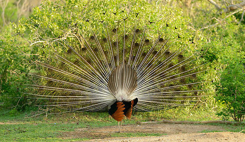 Opposite display of male Indian Peafowl, Bundula, Sri Lanka When an indian Peafowl displays, it will rotate around its axis, occasionally shaking all its forward-facing feathers at once, which creatures a beautiful wave sound. In addition, it will frantically shake its orange tail feathers shown here. Asia,Bundula,Indian peafowl,Pavo cristatus,Sri Lanka