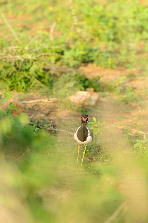 Red-wattled Lapwing, Bundula, Sri Lanka  Asia,Bundula,Red-wattled Lapwing,Sri Lanka,Vanellus indicus