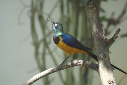 Golden-breasted starling, Kuala Lumpur Bird Park in Malaysia  Anthreptes metallicus,Birds,Cosmopsarus regius,Golden-breasted Starling,Malaysia,Nile Valley Sunbird