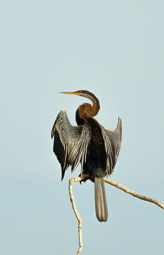 Oriental Darter drying wings, Bundula, Sri Lanka  Anhinga melanogaster,Asia,Bundula,Oriental darter,Sri Lanka