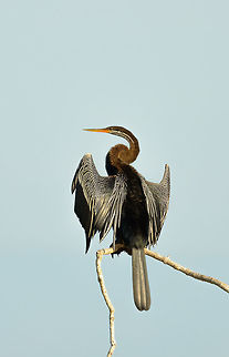 Oriental Darter drying wings, Bundula, Sri Lanka  Anhinga melanogaster,Asia,Bundula,Oriental darter,Sri Lanka