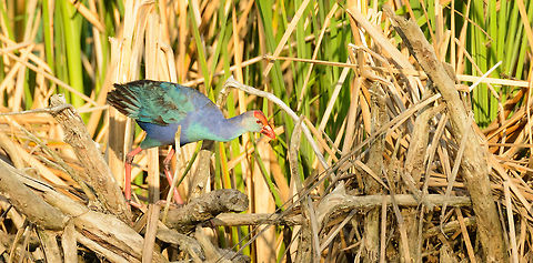 Purple Swamphen in reed habitat, Bundula, Sri Lanka Always a joy to watch a bird like this navigate its own habitat. Asia,Bundula,Porphyrio porphyrio,Purple swamphen,Sri Lanka