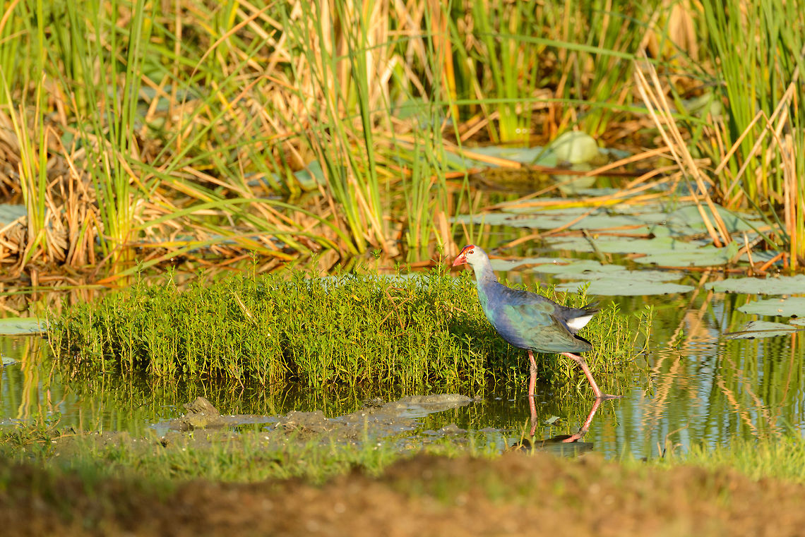 Purple Swamphen, Bundula, Sri Lanka  Asia,Bundula,Porphyrio porphyrio,Purple swamphen,Sri Lanka