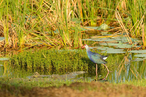 Purple Swamphen, Bundula, Sri Lanka  Asia,Bundula,Porphyrio porphyrio,Purple swamphen,Sri Lanka