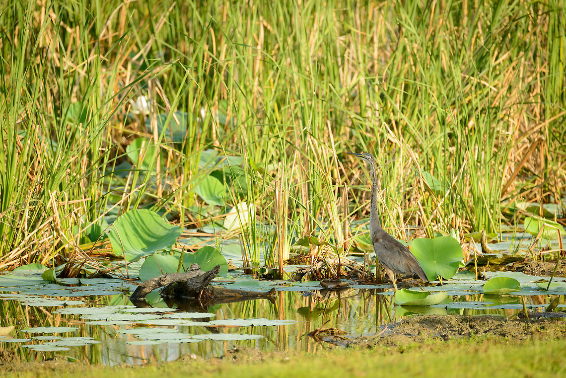 Grey Heron well camouflaged in Bundula, Sri Lanka  Ardea cinerea,Asia,Bundula,Grey Heron,Sri Lanka