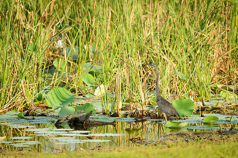 Grey Heron well camouflaged in Bundula, Sri Lanka  Ardea cinerea,Asia,Bundula,Grey Heron,Sri Lanka