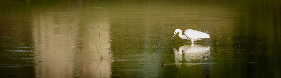 Widescreen view of a Great egret fishing in Bundula, Sri Lanka Breeding plumage, hence the dark bill. Ardea alba,Asia,Bundula,Great egret,Sri Lanka
