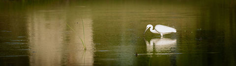 Widescreen view of a Great egret fishing in Bundula, Sri Lanka Breeding plumage, hence the dark bill. Ardea alba,Asia,Bundula,Great egret,Sri Lanka