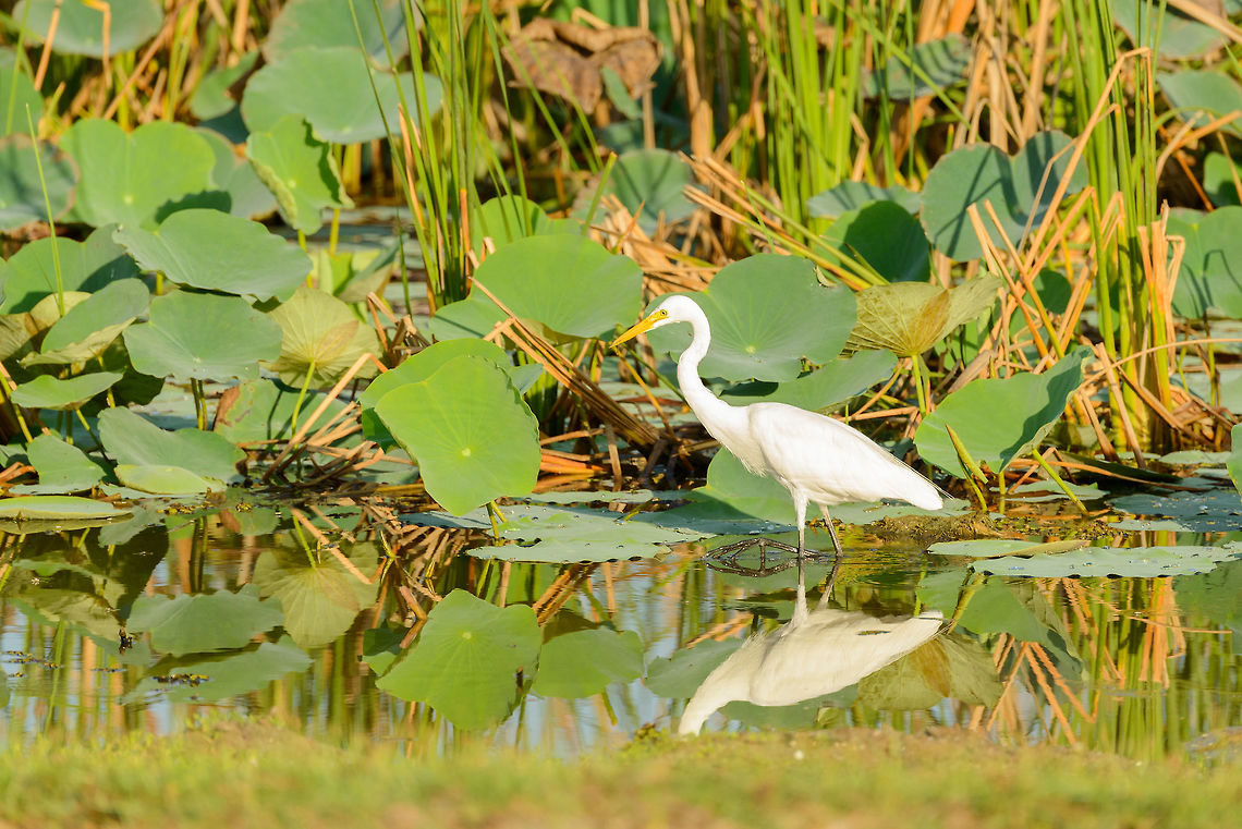 Great Egret in Bundula, Sri Lanka Some lessons learned on distinguishing between the little, intermediate and great Egret: this one is not a small Egret, as those have yellow feet. This leaves the intermediate and great one, which can be separated by size. However, size is hard to measure from a photo. The other way to separate the intermediate and great one is by the arc in the neck. The great Egret has a larger arc, with a stronger curve, as seen on this photo. Ardea alba,Asia,Bundula,Great egret,Sri Lanka