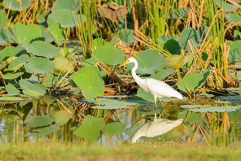 Great Egret in Bundula, Sri Lanka Some lessons learned on distinguishing between the little, intermediate and great Egret: this one is not a small Egret, as those have yellow feet. This leaves the intermediate and great one, which can be separated by size. However, size is hard to measure from a photo. The other way to separate the intermediate and great one is by the arc in the neck. The great Egret has a larger arc, with a stronger curve, as seen on this photo. Ardea alba,Asia,Bundula,Great egret,Sri Lanka