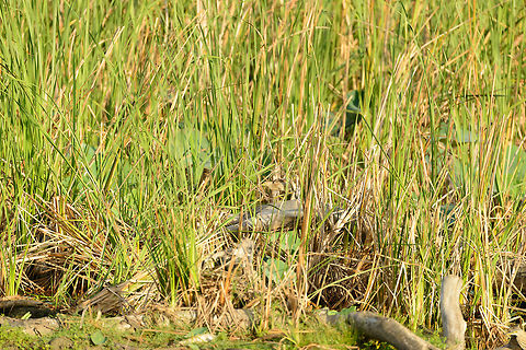 Yellow Bittern (presumed), Bundula, Sri Lanka Well camouflaged it sits in the center of the frame. I am in doubt about the species, it can either be an Indian Pond Heron in non-breeding plumage, or a juvenile Yellow Bittern. Comparing both birds in my Sri Lanka birds book, the pattern on its back suggests it is the Yellow Bittern. Asia,Bundula,Ixobrychus sinensis,Sri Lanka,Yellow Bittern