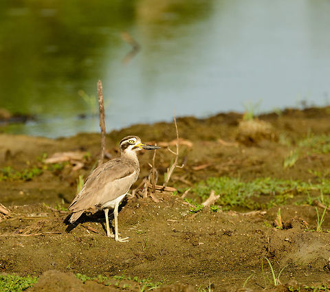 Great Thick-knee, Bundula, Sri Lanka  Asia,Bundula,Esacus recurvirostris,Great stone-curlew,Sri Lanka