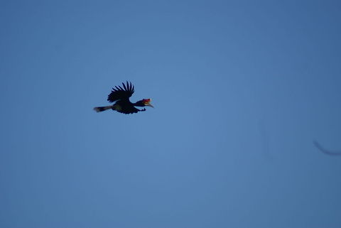Rhinoceros Hornbill in flight Rhinoceros Hornbill tries to balance its heavy head during flight in Mulu, Malaysia. Birds,Buceros rhinoceros,Flight,Hornbill,Malaysia,Rhinoceros Hornbill