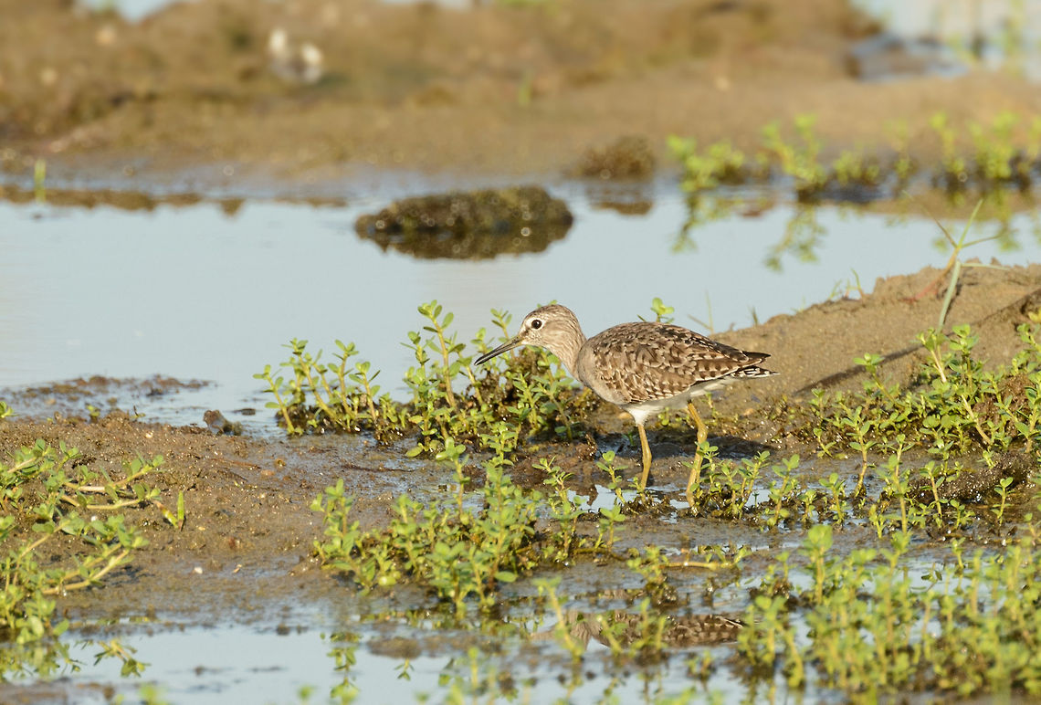 Wood Sandpiper in Bundula, Sri Lanka Probably a juvenile, as those have more explicit patterns like on this photo, I&#039;m unsure of the gender. Heavily cropped, so the image quality is not great. Asia,Bundula,Sri Lanka,Tringa glareola,Wood Sandpiper