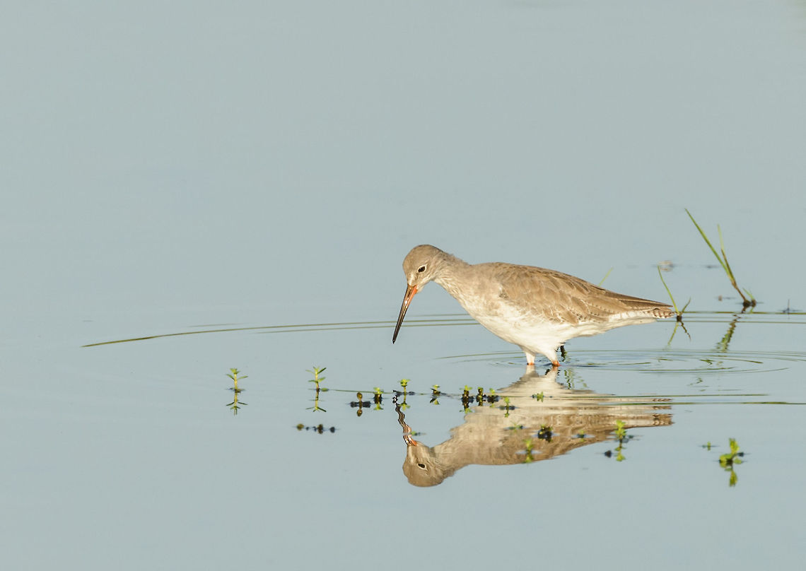 Common  Redshank in Bundula, Sri Lanka Not 100% sure of the species. I&#039;ve based it on the straight bill, orange feet and white-lined eyes, in my book &quot;birds of Sri Lanka&quot;, this is the only match. If I&#039;m right, it is the redshank in its non-breeding plumage. Asia,Bundula,Common redshank,Sri Lanka,Tringa totanus