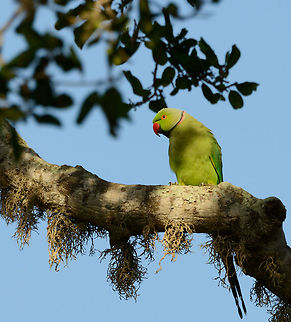 Rose-ringed Parakeet in Bundula, Sri Lanka This parakeet was not very pleased with our presence, likely due to it having a nest lower down the tree. Their nests are carved out holes, which they either carve out themselves, or do they find an existing, unattended hole. Asia,Bundula,Psittacula krameri,Rose-ringed parakeet,Sri Lanka