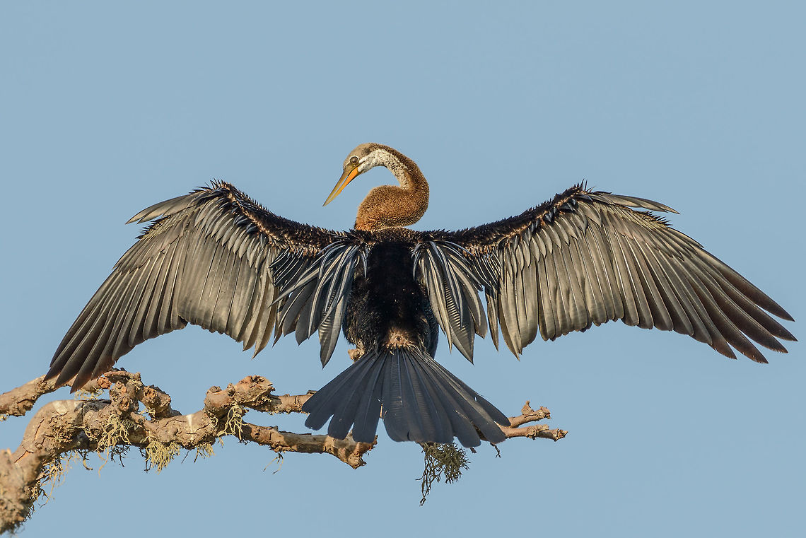 Oriental Darter drying wings - II, Bundula, Sri Lanka HDR-ed so show some more detail in their otherwise dark feathers. Anhinga melanogaster,Asia,Bundula,Oriental darter,Sri Lanka