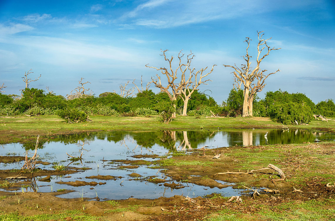 Bundula wetlands Typical wetland scenery from Bundula, Sri Lanka. It is a major attraction to all kinds of birds, and a favorite place for birders. There are no leopards here, making it a relatively peaceful park, also for the animal inhabitants. Most guides will still not let you of the jeep though, due to crocodiles. Asia,Bundula,Sri Lanka