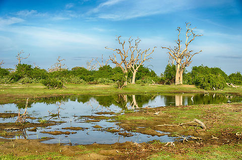 Bundula wetlands Typical wetland scenery from Bundula, Sri Lanka. It is a major attraction to all kinds of birds, and a favorite place for birders. There are no leopards here, making it a relatively peaceful park, also for the animal inhabitants. Most guides will still not let you of the jeep though, due to crocodiles. Asia,Bundula,Sri Lanka