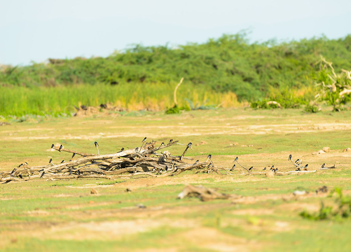 Group of Barn Swallows in Bundula, Sri Lanka For some reason, none want to sit on the floor. Asia,Barn Swallow,Bundula,Hirundo rustica,Sri Lanka