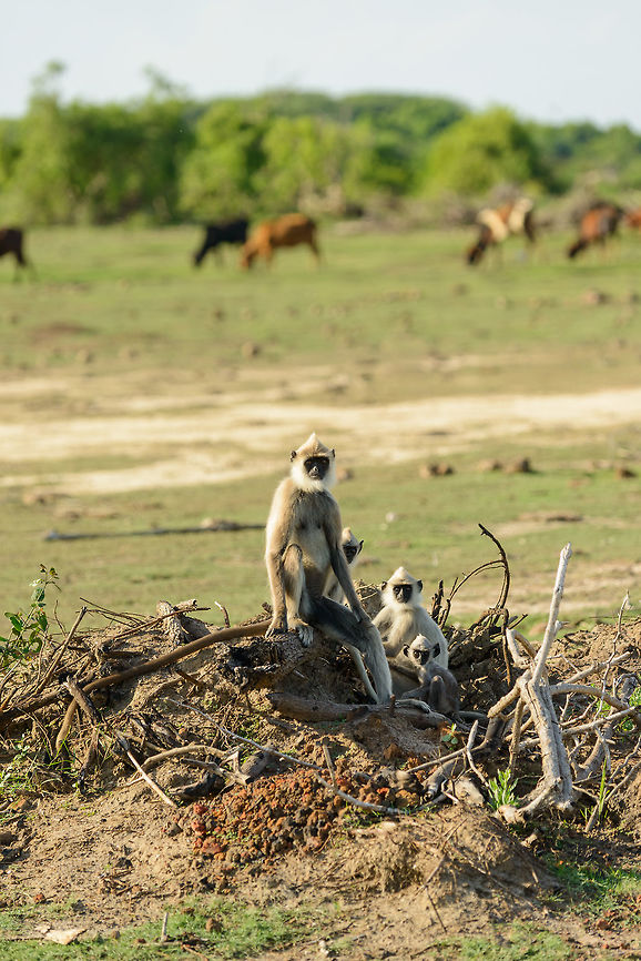 Tufted Gray Langur family in Bundula, Sri Lanka Family portrait. Due to the absence of leopards in this park, they are a lot more comfortable on the ground. In the back are domesticated water buffalos. Asia,Bundula,Semnopithecus priam,Sri Lanka,Tufted gray langur