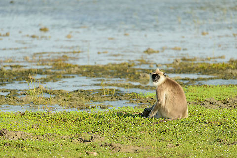 Tufted Gray Langur sitting besides large pond, Bundula, Sri Lanka I suspect this is an older male or female. They eat the green plants on the ground seen here. As the park is covered with it, finding food is easy. You can tell from their behavior that they have a great life in this park, with abundant food, comfortable weather and very few predators. Asia,Bundula,Semnopithecus priam,Sri Lanka,Tufted gray langur