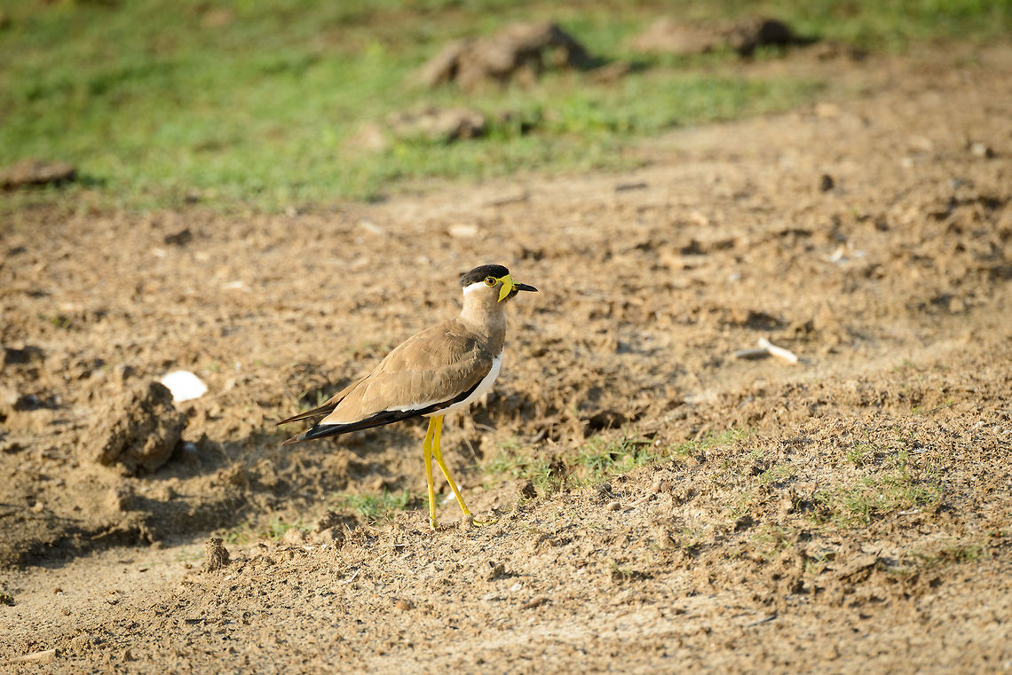 Yellow-wattled lapwing in Bundula, Sri Lanka  Asia,Bundula,Sri Lanka,Vanellus malabaricus,Yellow-wattled Lapwing