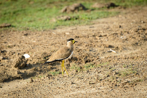 Yellow-wattled lapwing in Bundula, Sri Lanka  Asia,Bundula,Sri Lanka,Vanellus malabaricus,Yellow-wattled Lapwing