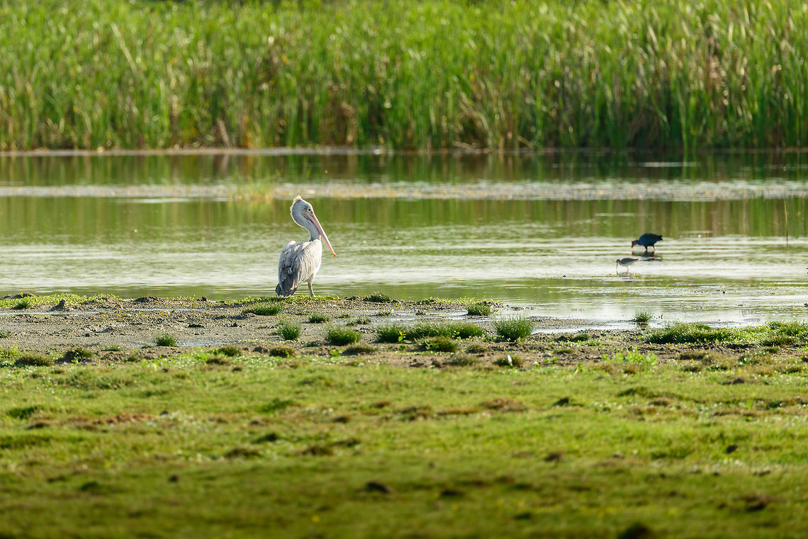 Spot-billed Pelican in Bundula, Sri Lanka  Asia,Bundula,Pelecanus philippensis,Spot-billed pelican,Sri Lanka