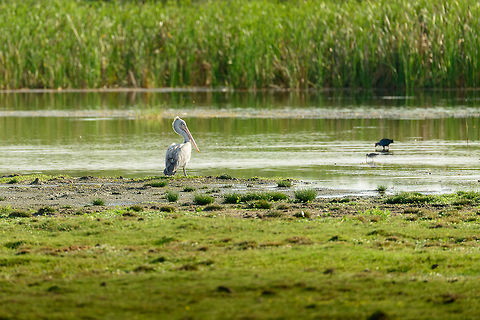 Spot-billed Pelican in Bundula, Sri Lanka  Asia,Bundula,Pelecanus philippensis,Spot-billed pelican,Sri Lanka