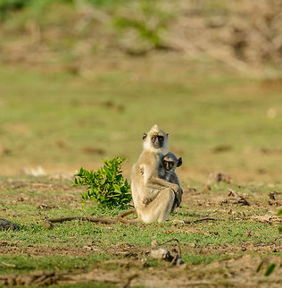 Tufted Gray Langur mother and young, Bundula, Sri Lanka  Asia,Bundula,Semnopithecus priam,Sri Lanka,Tufted gray langur