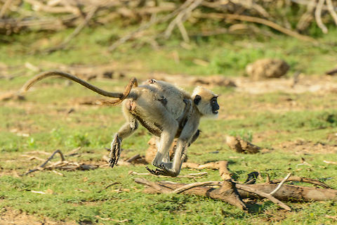 Tufted Gray Langur mother and young on the run, Bundula, Sri Lanka mid air photo. Asia,Bundula,Semnopithecus priam,Sri Lanka,Tufted gray langur