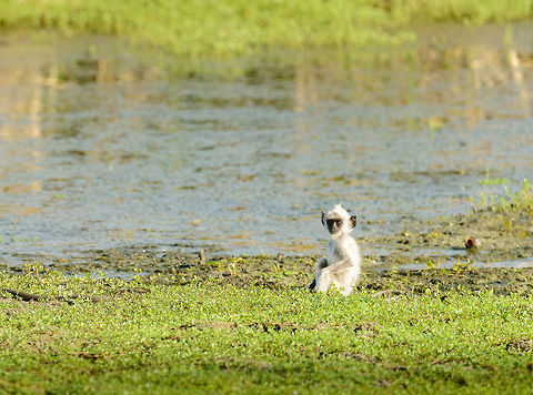 Tufted Gray Langur baby in Bundula, Sri Lanka Check out the enormous ears on this cutie. Asia,Bundula,Semnopithecus priam,Sri Lanka,Tufted gray langur