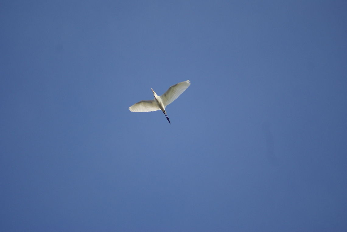 Cattle Egret in flight Taken from a boat. Egrets seem quite dull on the ground but transform into majestic creatures in flight. Aves,Birds,Bubulcus ibis,Cattle Egret,Egret,Flight,Malaysia