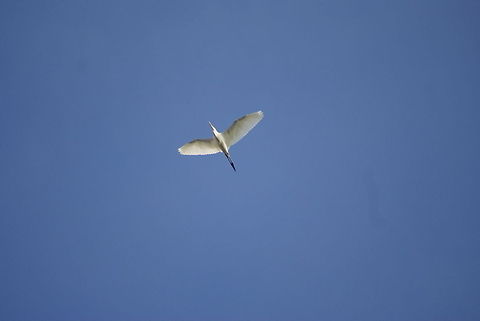 Cattle Egret in flight Taken from a boat. Egrets seem quite dull on the ground but transform into majestic creatures in flight. Aves,Birds,Bubulcus ibis,Cattle Egret,Egret,Flight,Malaysia