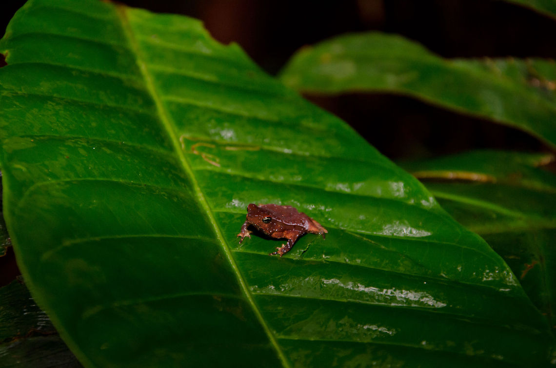 Mysterious frog in the Amazon Jungle I find this frog to be gorgeous, it is red with white speckles, yet somewhat transparent as well. It is about the size of a human thumb. I wish I'd knew its name, not even our guide knew. Amazon,Amphibians,Brazil,Geotagged,Rhinella hoogmoedi,frog
