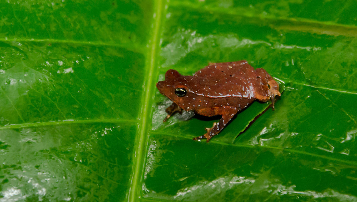 Mysterious Amazon frog closeup Small red frog with white speckles found on a leaf in the Amazon jungle near Manaus. Exact name unknown. Amazon,Amphibians,Brazil,Geotagged,Rhinella hoogmoedi,frog