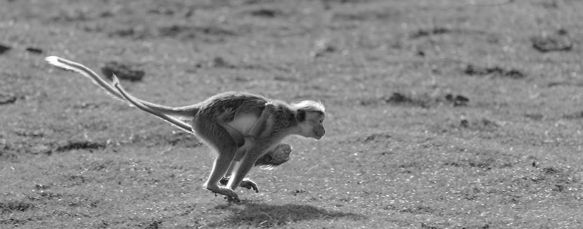 Toque Macaque mother and young in mid air Captured in Bundula, Sri Lanka.  Asia,Bundula,Macaca sinica,Sri Lanka,Toque macaque