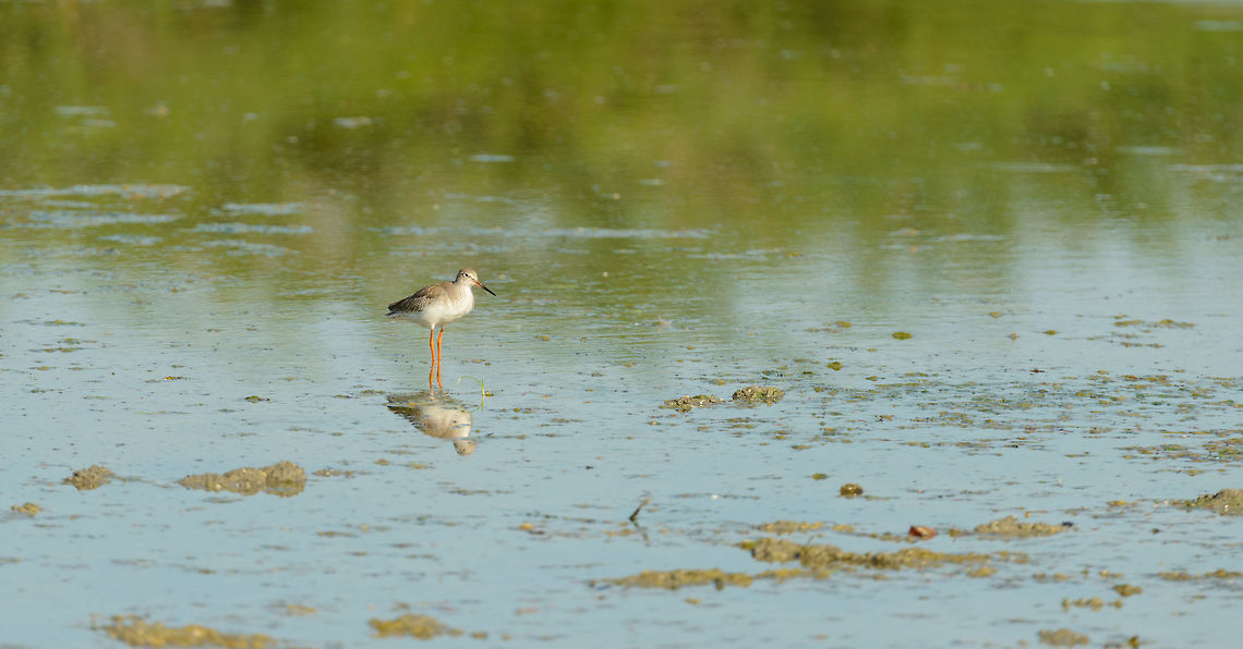 Ruff in Bundula wetlands, Sri Lanka  Asia,Bundula,Common redshank,Sri Lanka,Terek sandpiper,Tringa totanus,Xenus cinereus