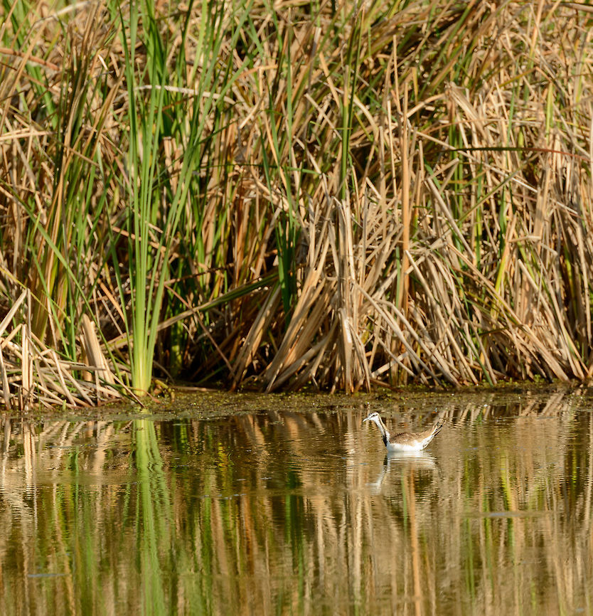 Pheasant-tailed Jacana, Bundula, Sri Lanka  Asia,Bundula,Hydrophasianus chirurgus,Pheasant-tailed Jacana,Sri Lanka