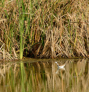 Pheasant-tailed Jacana, Bundula, Sri Lanka  Asia,Bundula,Hydrophasianus chirurgus,Pheasant-tailed Jacana,Sri Lanka