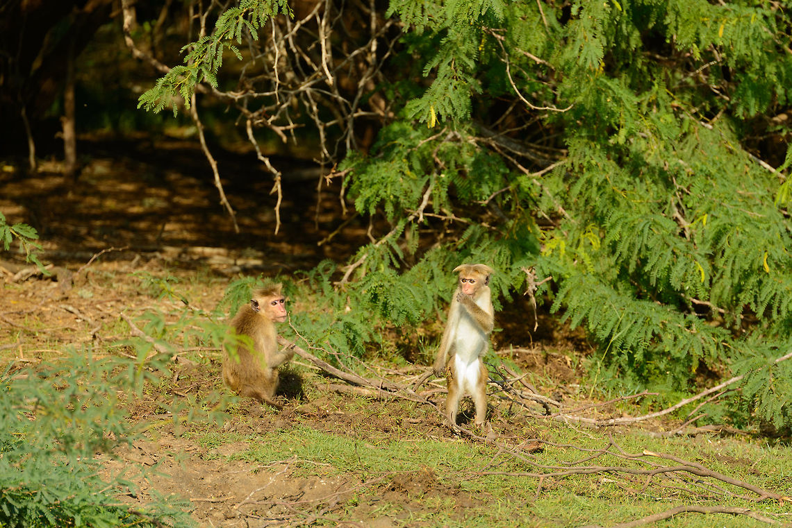 Silly Toque Macaques in Bundula, Sri Lanka Zoom in on the hairdo of the right one to learn why they are called &quot;Toques&quot;. Asia,Bundula,Macaca sinica,Sri Lanka,Toque macaque