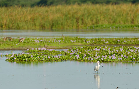 Eurasian Spoonbill in Bundula wetlands, Sri Lanka In the back are macaques feeding on the vegetation on the ground. Asia,Bundula,Eurasian Spoonbill,Platalea leucorodia,Sri Lanka
