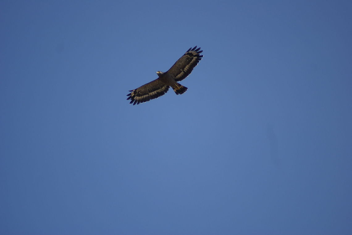 Sukau Eagle Found in Sukau, Kinabatangang river. Birds,Crested Serpent Eagle,Eagle,Falconiformes,Flight,Malaysia,Spilornis cheela