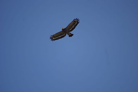 Sukau Eagle Found in Sukau, Kinabatangang river. Birds,Crested Serpent Eagle,Eagle,Falconiformes,Flight,Malaysia,Spilornis cheela