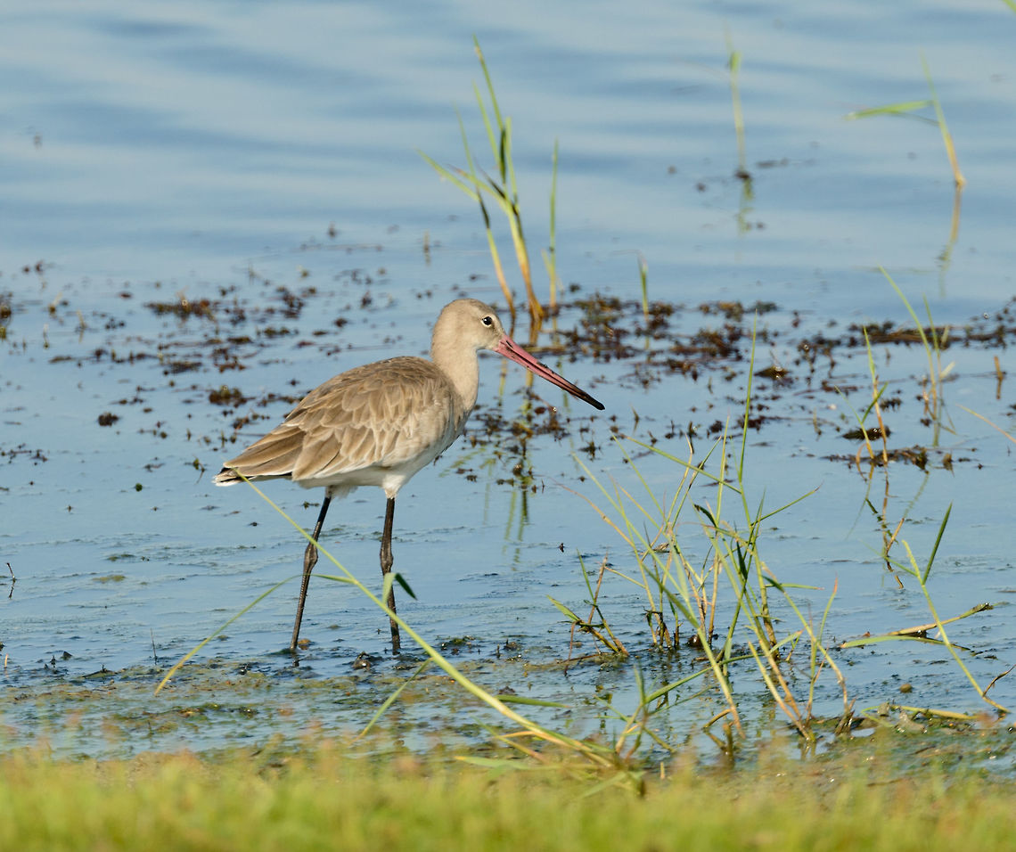 Black-tailed Godwit in Bundula, Sri Lanka Non-breeding plumage, or juvenile. Asia,Black-tailed Godwit,Bundula,Limosa limosa,Sri Lanka