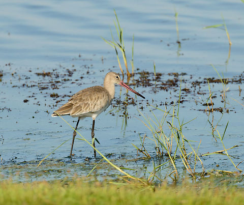 Black-tailed Godwit in Bundula, Sri Lanka Non-breeding plumage, or juvenile. Asia,Black-tailed Godwit,Bundula,Limosa limosa,Sri Lanka